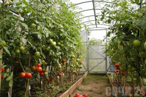 Выращивание томатов в теплицах из поликарбоната.