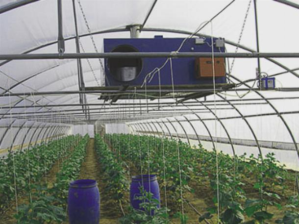 Влажность и свежий воздух обеспечат качество урожая