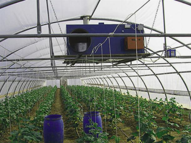 Влажность и свежий воздух обеспечат качество урожая